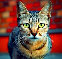 How Do Our Eyes Rate Against The Rest of The Animal Kingdom?