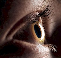 An Inside Look at the Human Eye